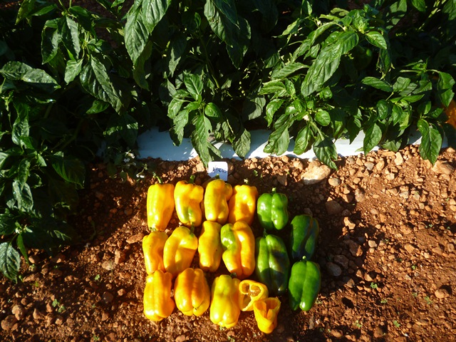 lamuyo 3/4 yellow type pepper p2